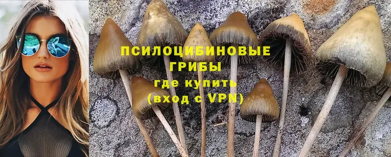 omg онион  Краснознаменск  Галлюциногенные грибы Psilocybine cubensis 